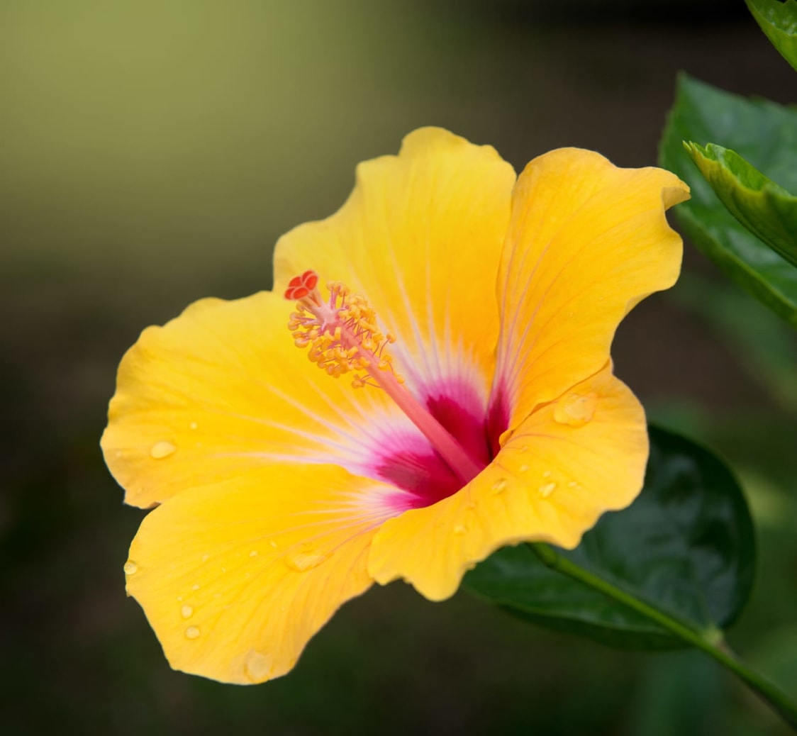 Foundation Series - 4