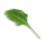 Spinach W/o Roots