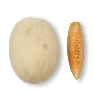 Cantaloupe Melon