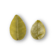 Kafir Lime Leaf
