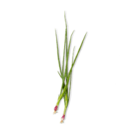 Spring Onion