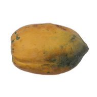 Papaya