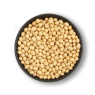 White Soya Bean