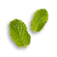 Pudina