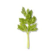 Celery