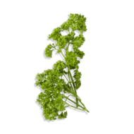 Parsley