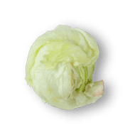 Iceberg Lettuce