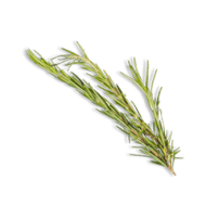 Rosemary