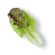Leaf Lettuce