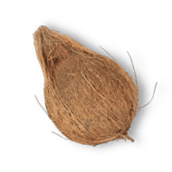 Coconut (big)