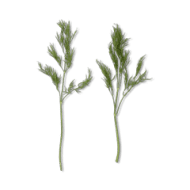 Dill Leaves - Other