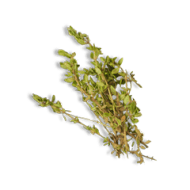 Thyme