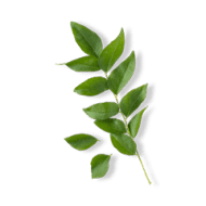 Curry Leaves