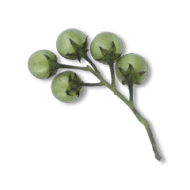 Pea Brinjal