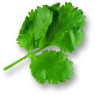 Coriander Leaves