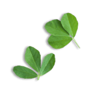 Methi Leaves W/o Roots