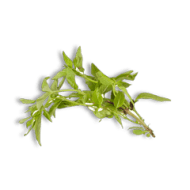 Basil