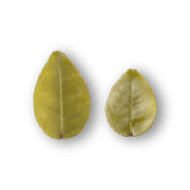 Kafir Lime Leaf