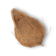 Coconut (big)