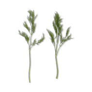 Dill Leaves - Other